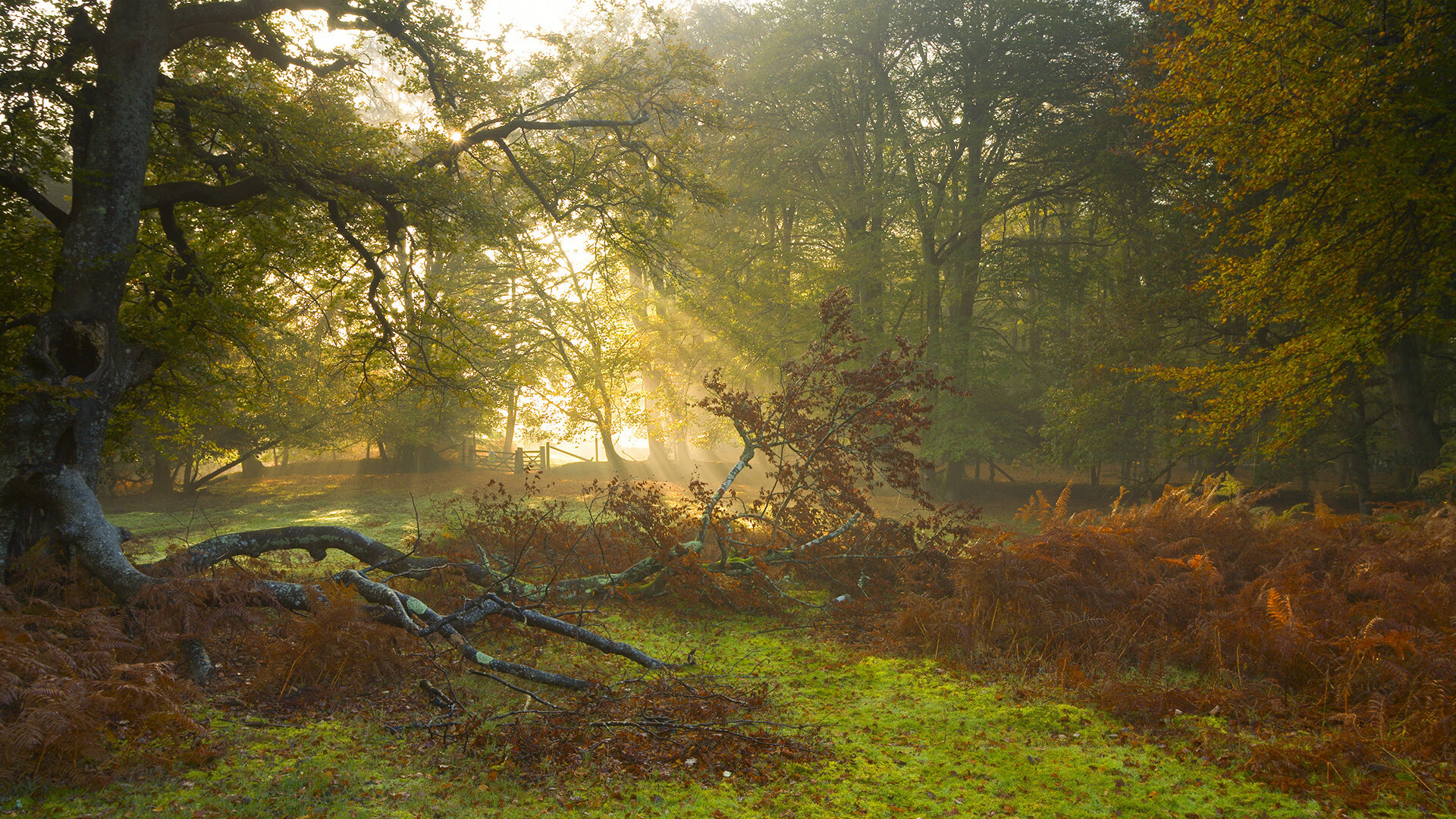 F1街道赛焦点战，克罗地亚单节拉开皇马背后的速度哲学