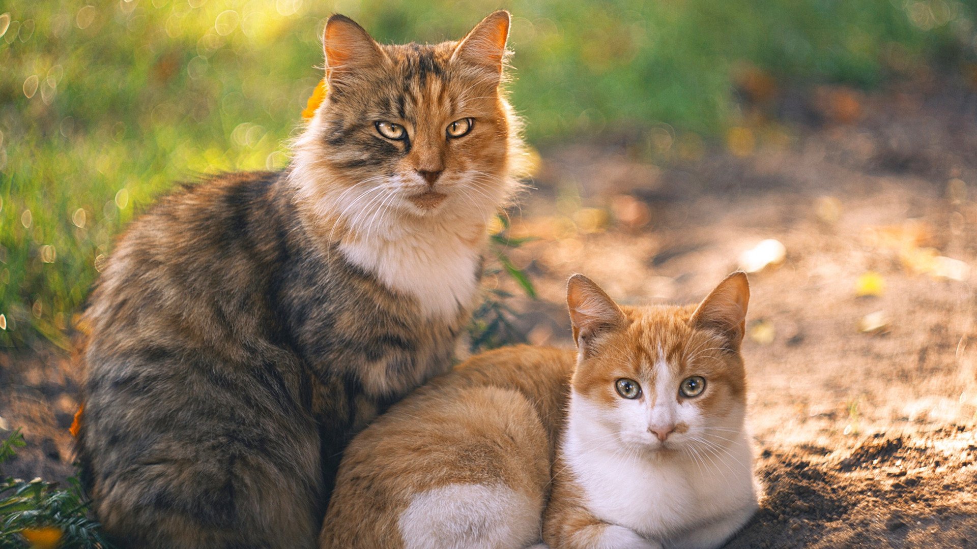 丹麦完胜巴黎，当托尼的节奏成为球场上的无形囚笼
