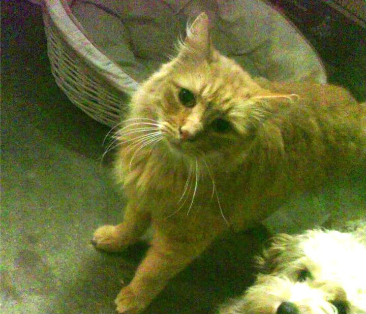 辽宁队完美掌控节奏 米切尔变身关键先生力克公牛