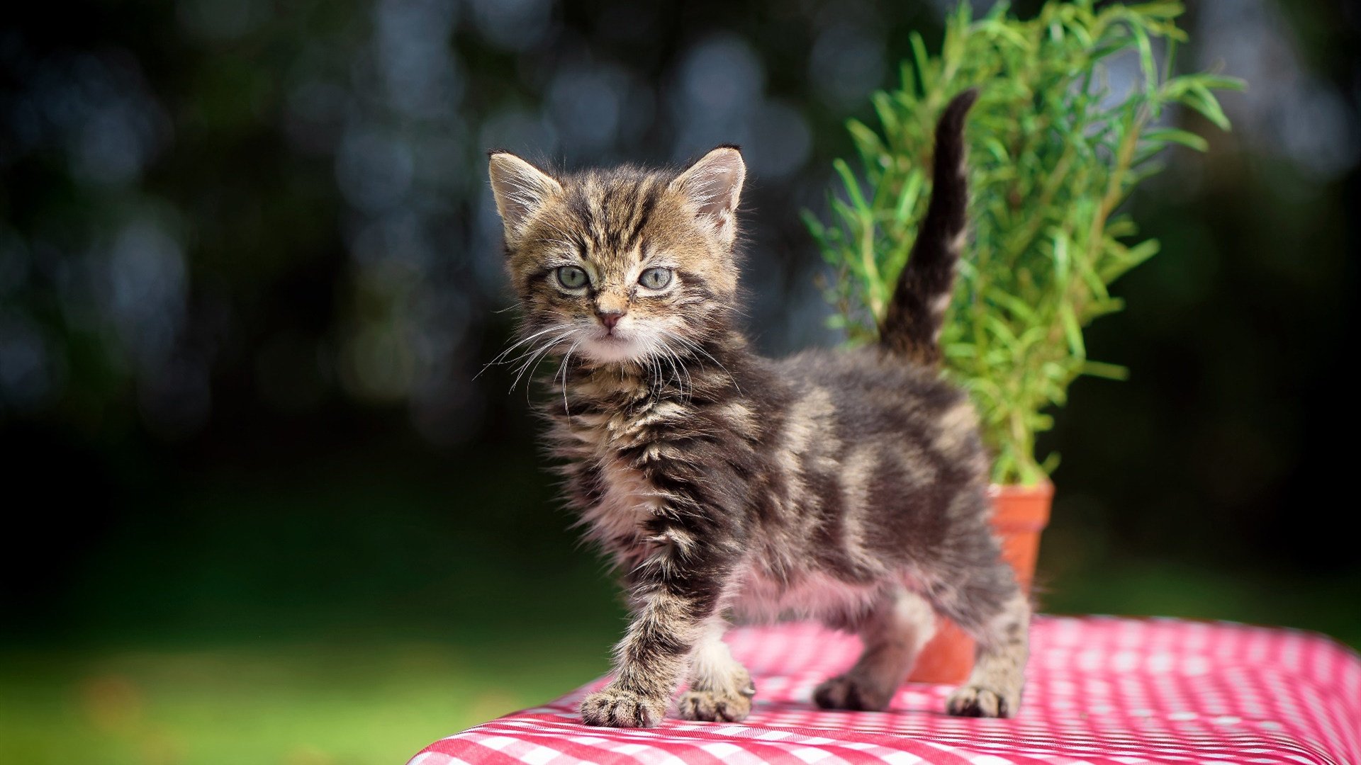 雷霆掀翻爵士!德罗赞末节独砍15分,化身关键先生一锤定音