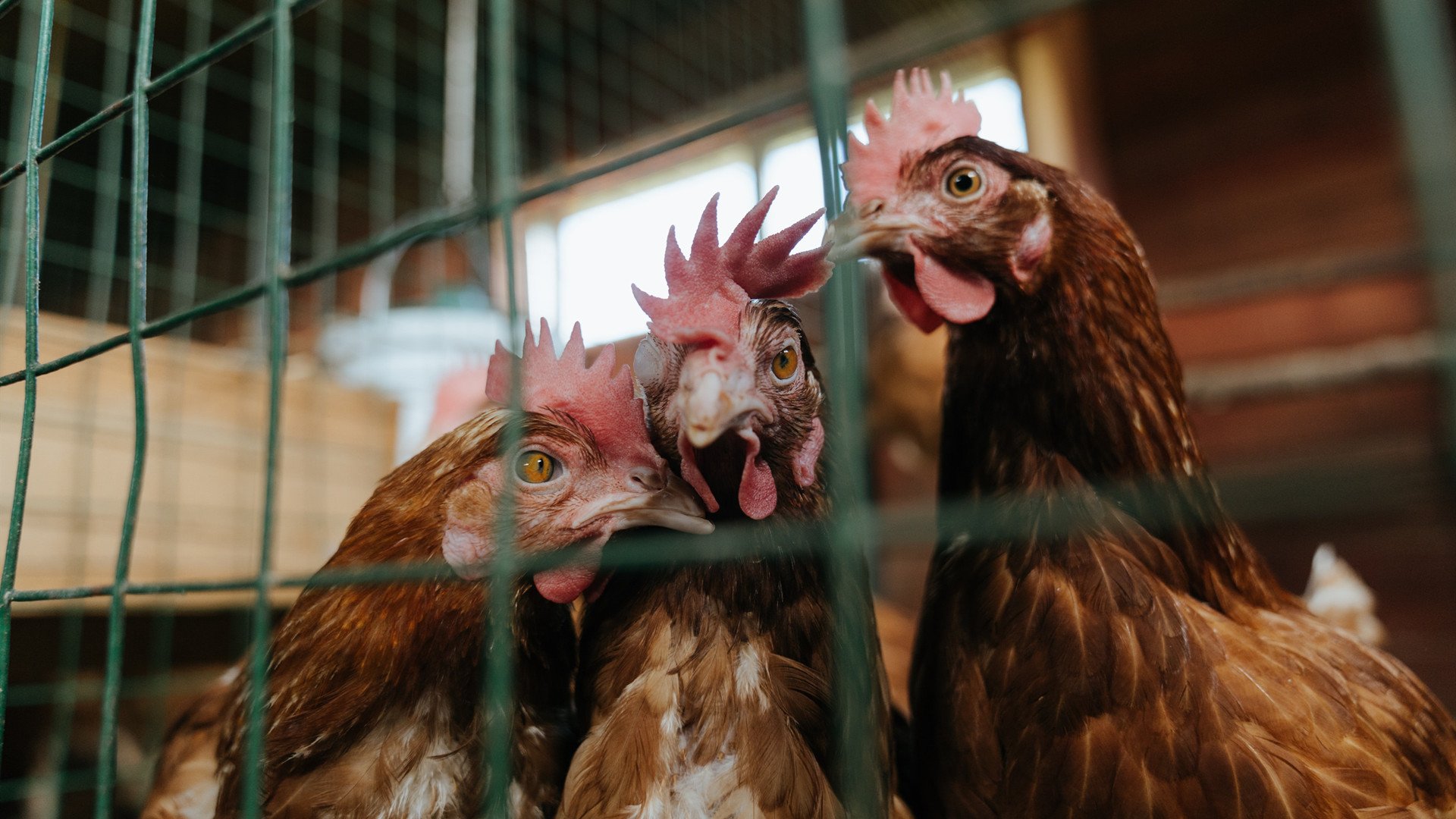 跨界风云，NBA总决赛焦点战中的加纳与苏格兰传奇