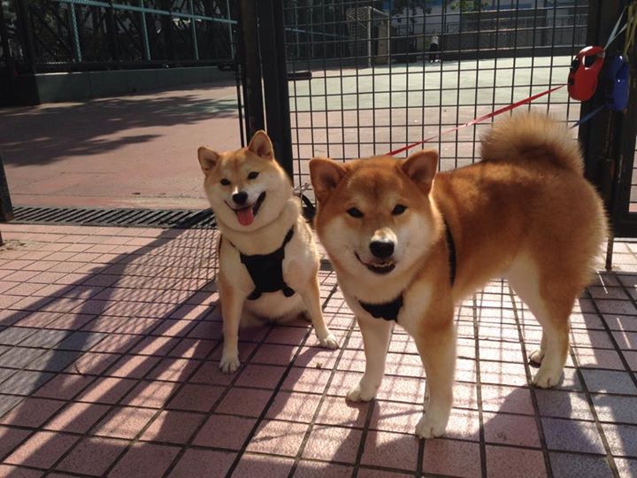 双线竞技场，当F1引擎轰鸣遇见班凯罗制胜一击