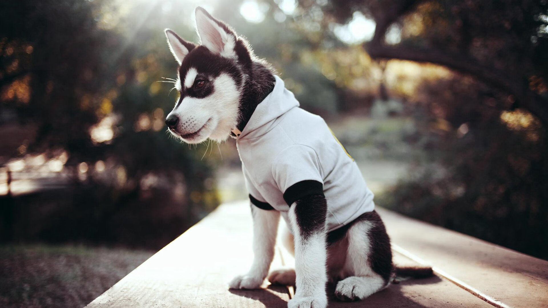 北欧风暴席卷伯纳乌，丹麦铁血之师攻克皇马，弗拉霍维奇关键回合展杀手本色