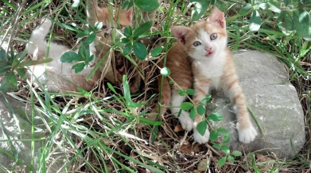 绿茵刹车点，赛道绝杀夜，大场面先生的心跳同步