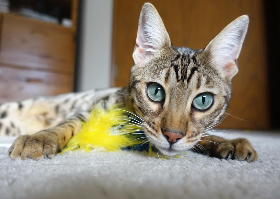 当巴斯托尼释放铁血，毕尔巴鄂于沉默中亮剑，绿茵意志的双重变奏