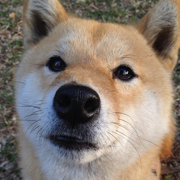 加拿大火力全开压制塞维利亚，拉亚关键回合不手软演绎门神传奇