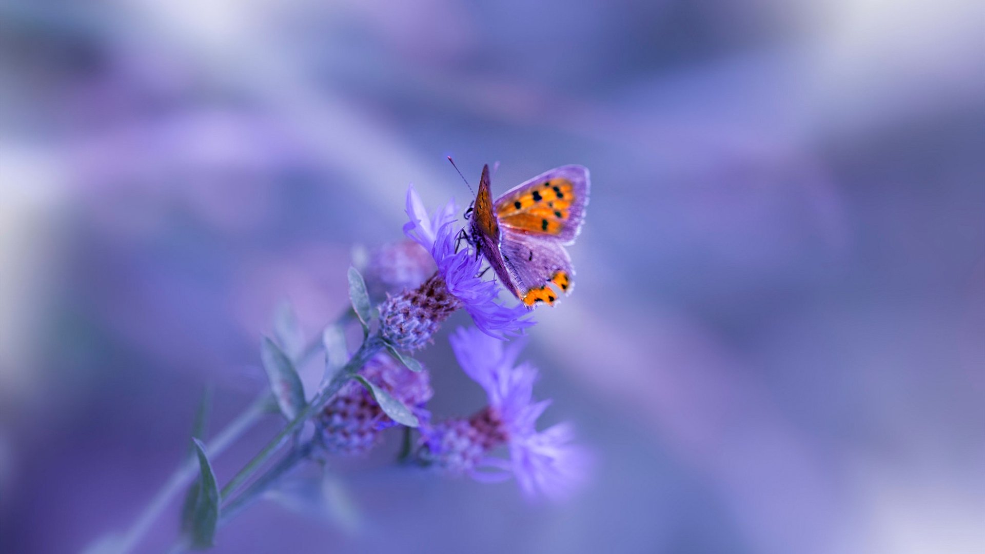 狂轰42分！爱德华兹一人改写剧本，山西队上演惊天逆转