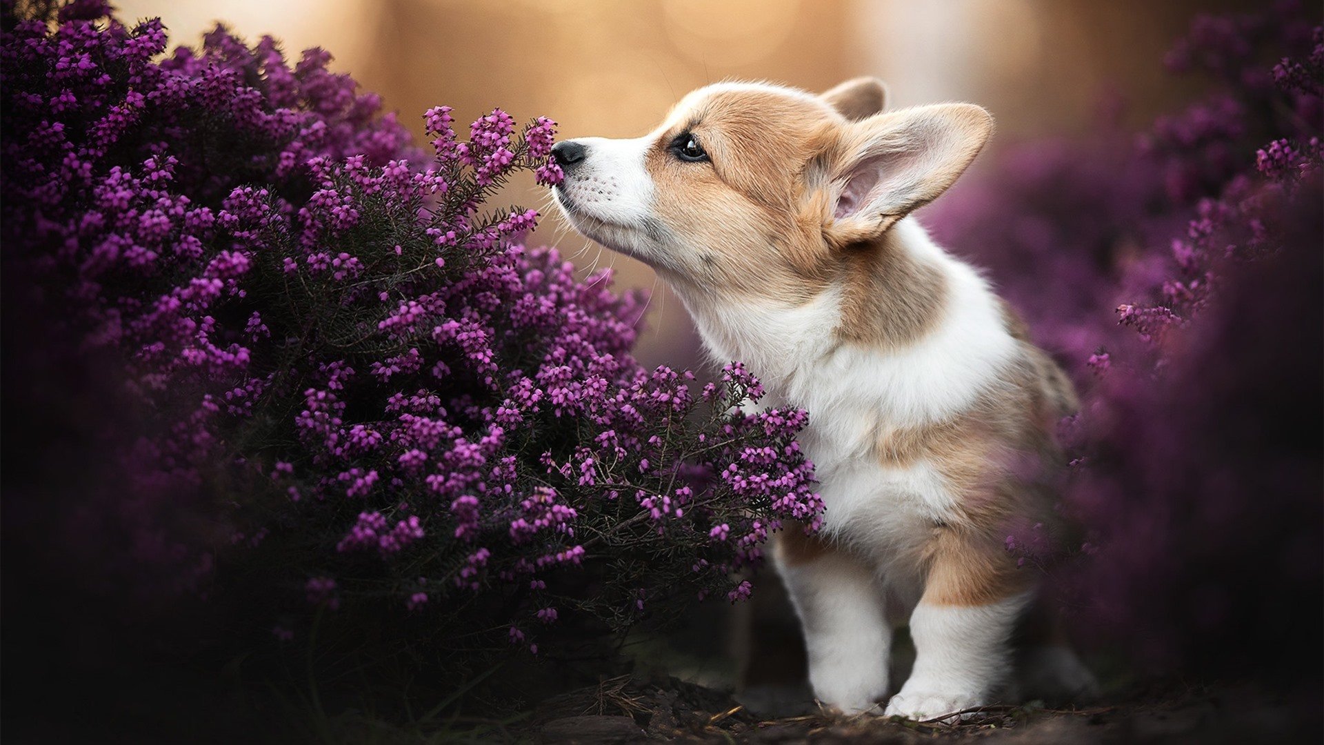 西决生死战焦点战，雷霆提前终结悬念，老鹰精神闪耀赛场