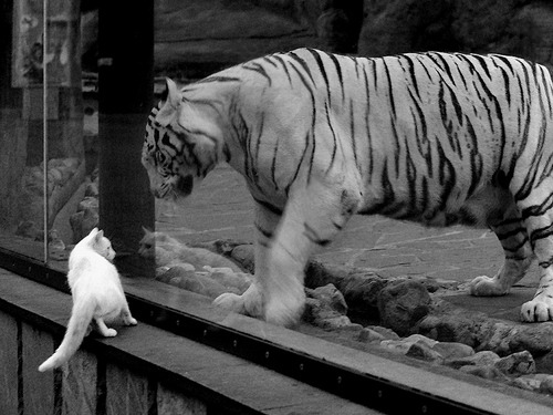 绿茵意志，从克罗地亚的团队铁蹄到托尼的个人主宰