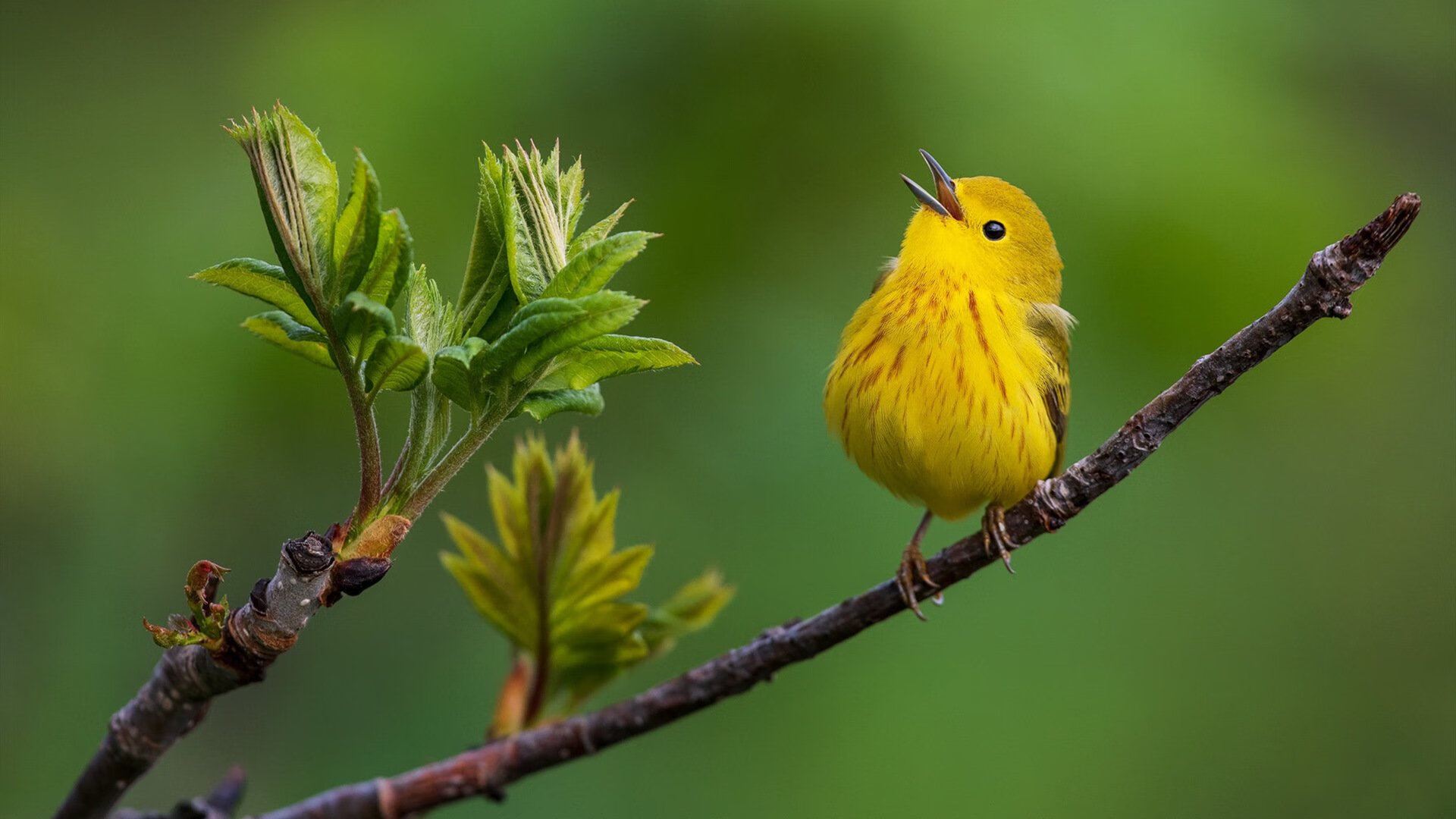 引擎咆哮与后仰跳投，当F1新赛季揭幕战遇见东契奇的硬仗之夜
