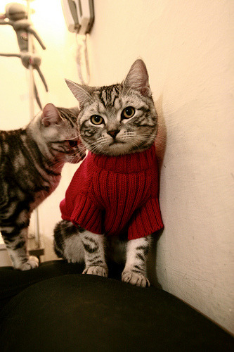 引擎咆哮与后仰跳投，当F1新赛季揭幕战遇见东契奇的硬仗之夜