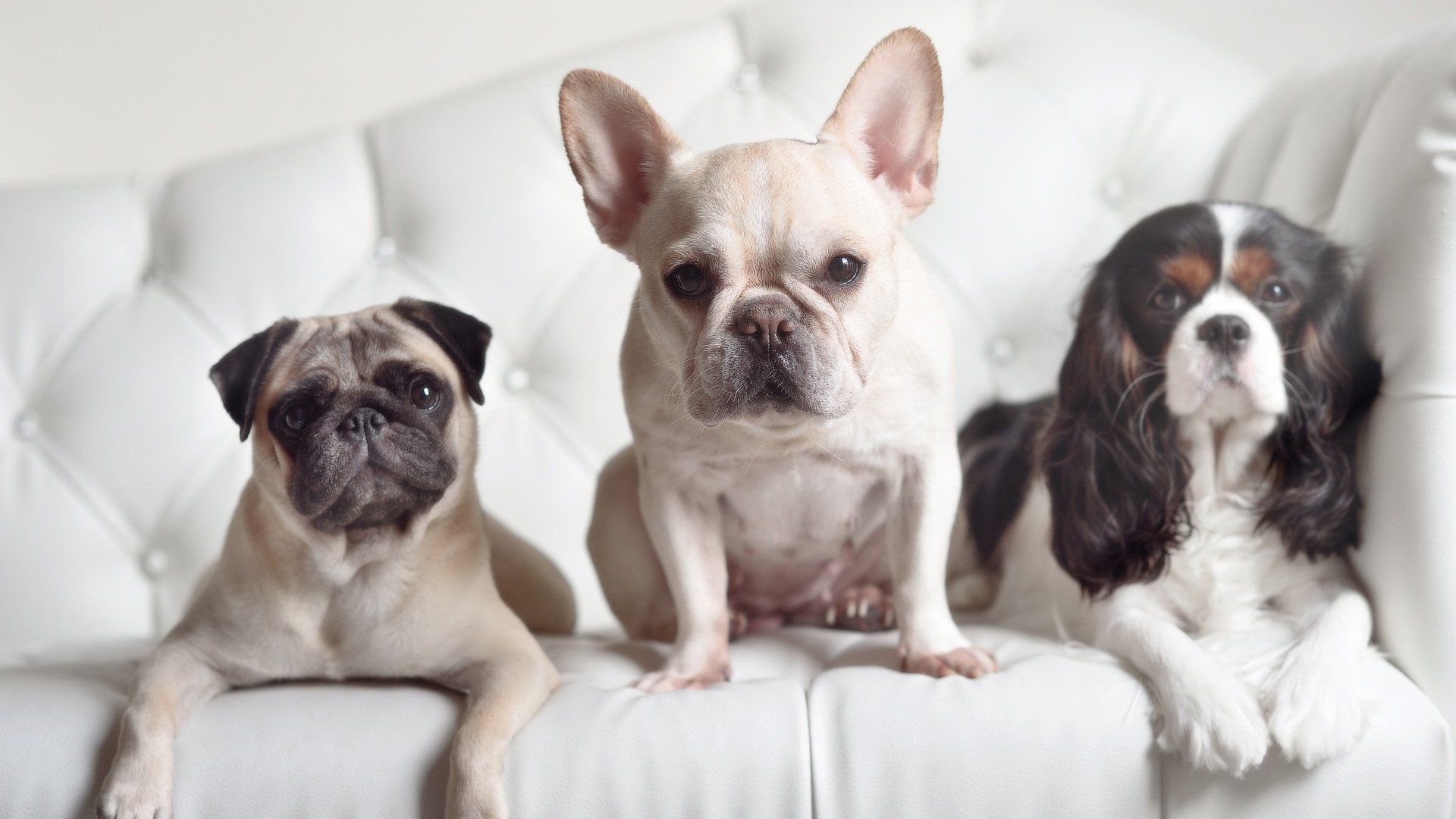 双城记,篮网的团队狂飙与利拉德的意甲式个人英雄主义