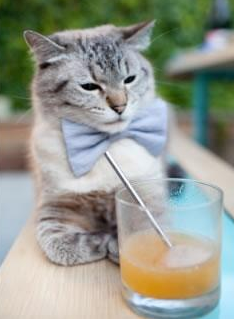 哈兰德,终极推土机!奥地利的攻势足球为何让安哥拉毫无还手之力?