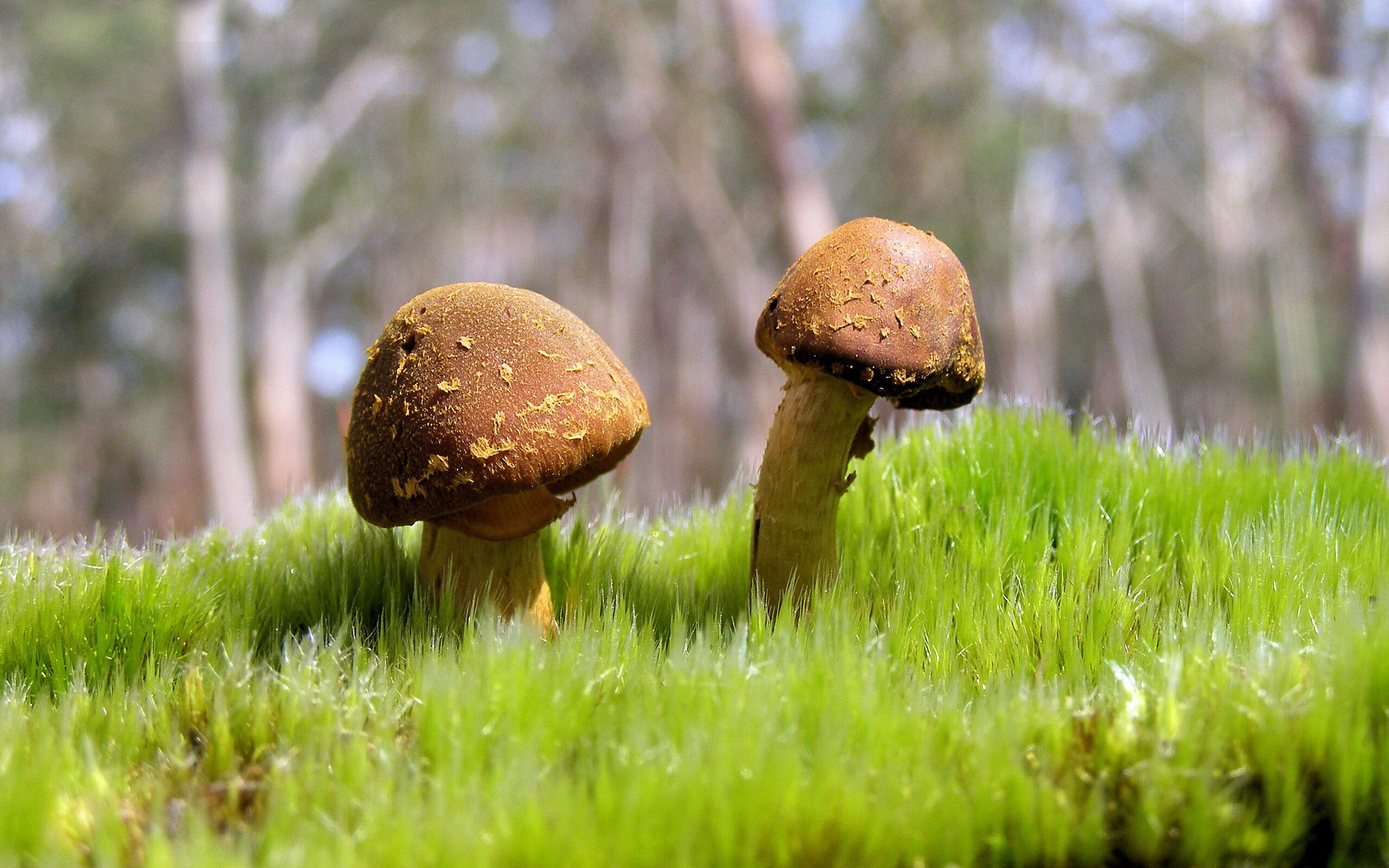 德比夜,最亮是苏牙