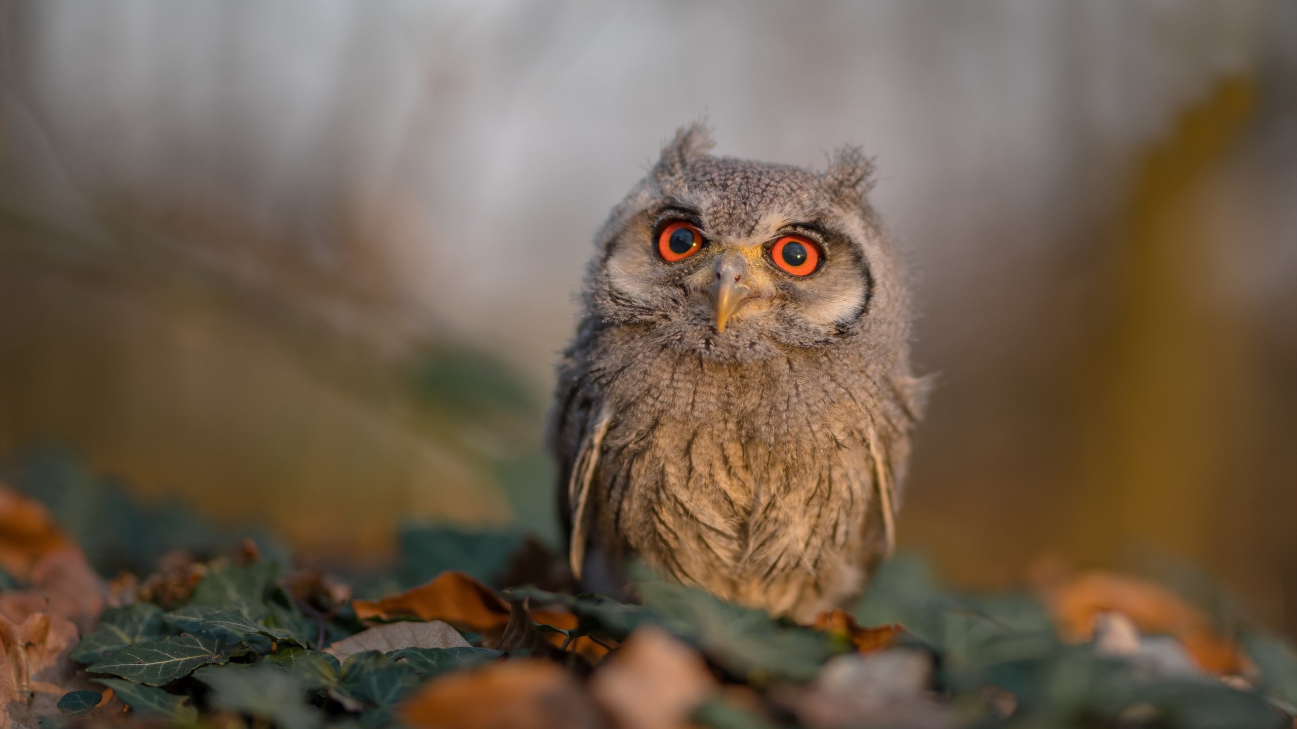 欧冠淘汰赛焦点战，新疆队正面击溃火箭，亚洲篮球崛起新篇章