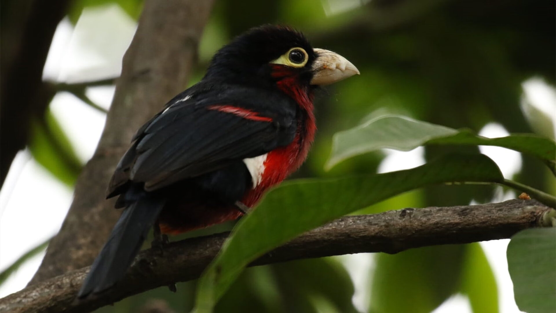 东方星光与沙漠绝响,当个人英雄主义遭遇团队不朽的瞬间