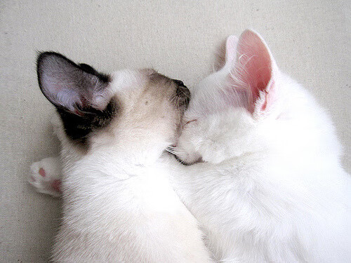 浓眉评分拉满背后，黄蜂对阵凯尔特人，一场被算法忽略的青春对决