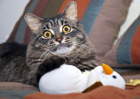 里昂风暴席卷圣西罗，萨卡撕裂红黑防线，法国新王在此加冕