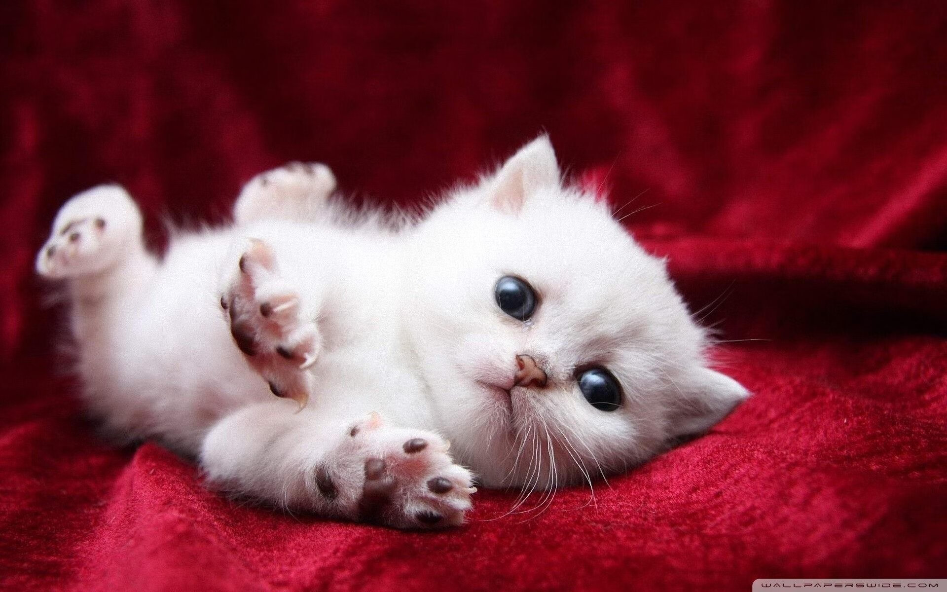 卡拉斯科，哥斯达黎加vs法国之战中的攻防转换引擎