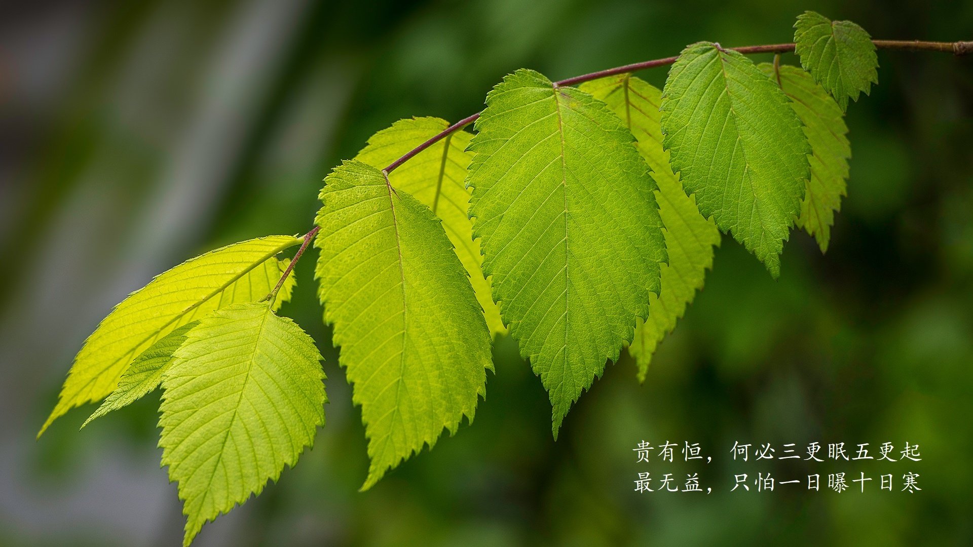 绝地反击！伊朗逆转芬兰惊险取胜，加维闪耀全场，替补奇兵一战封神